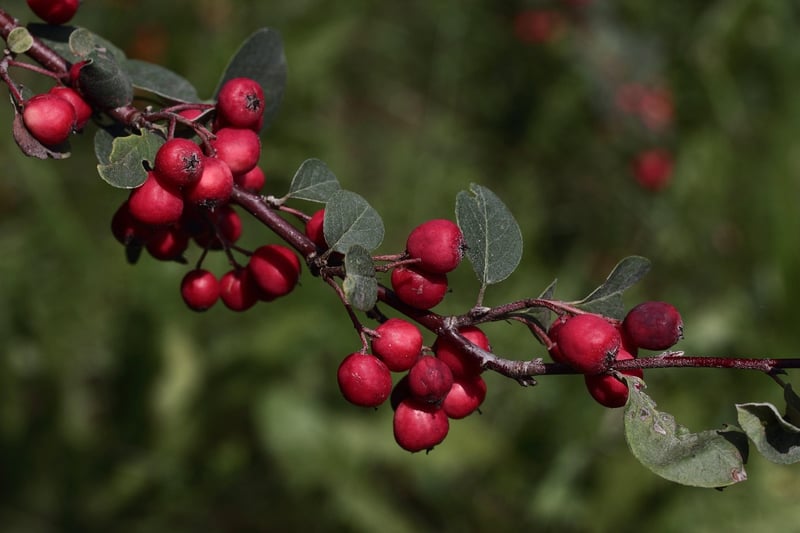 Personalized Embellishments